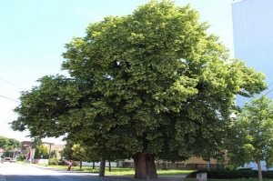 Video foto: Malacká lipa môže byť Stromom roka, hlasuje sa do konca septembra