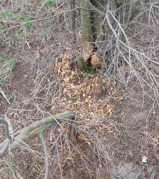 Polícia na Záhorí rieši záškodníka, ktorý „hádže“ stromy pod kolesá áut Zdroj: Polícia SR