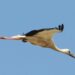 Záhorácke bociany Zdroj: SOS/BirdLife Slovensko