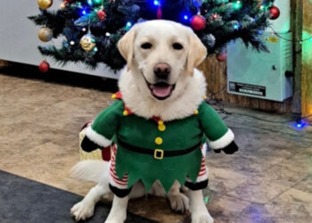 Labrador v skalickej nemocnici zdroj fotiek Nemocnica Agel Skalica