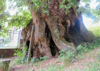 600 ročná lipa u Belanských Myjavské kopanice